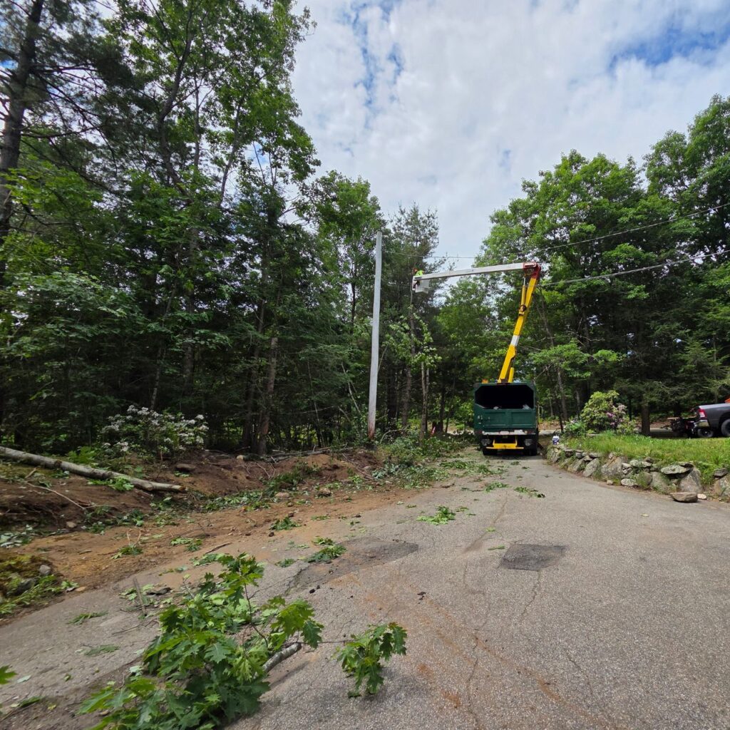 Professional tree removal project clearing hazardous trees from a residential property.