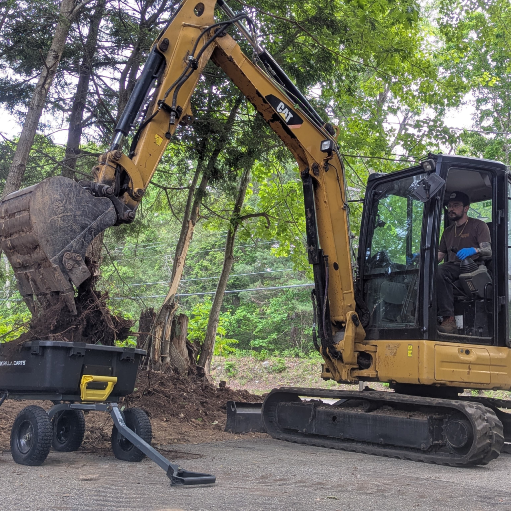 Small tree and sapling removal on an overgrown lot in Central Massachusetts