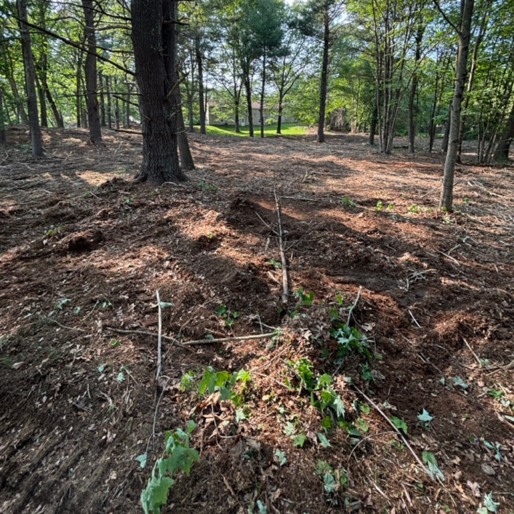 Trail and access clearing opening a wooded area on a Central Massachusetts property